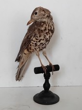 taxidermie cabinet curiosites d'occasion  France