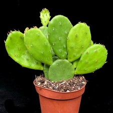Opuntia humifusa prickly for sale  LEIGH