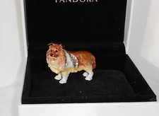 Shetland sheepdog dog for sale  UK