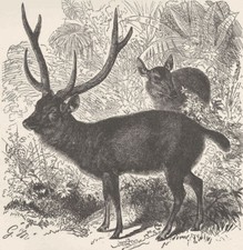 Ungulates. sambar 1894 for sale  LONDON
