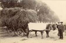 Pyrénées paysans attelage d'occasion  Pagny-sur-Moselle