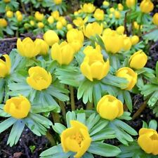 Winter aconite bulbs for sale  WISBECH