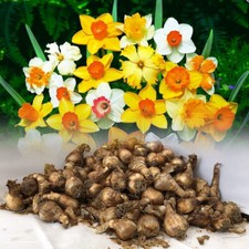Mixed daffodil narcissus for sale  ALFRETON