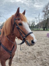 Trense ledertrense vb gebraucht kaufen  Deutschland