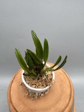 Dendrobium citrinum gebraucht kaufen  Wolfsburg