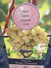 Green grape vine for sale  WEST MALLING