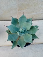 Agave seemanniana pygmaea usato Agave seemanniana pygmaea usato  Bisceglie