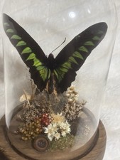 Cairns birdwing butterfly for sale  Bellevue
