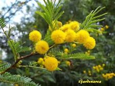 Graines mimosa hiver d'occasion  Mantes-la-Jolie