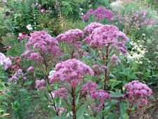 Eupatorium purpureum eutrochiu for sale  LANGHOLM