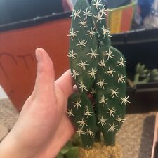 Terrarium imagitarium cactus for sale  New Canaan