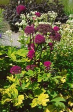 Angelica gigas riesen gebraucht kaufen  Westerstede