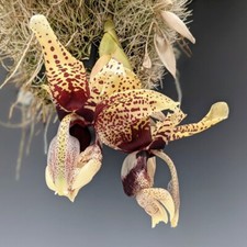 Stanhopea michael bloyer d'occasion  Paris XV