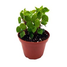 Peperomia meridana inch for sale  Sorrento