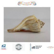 Knobbed whelk seashell for sale  Wilmington