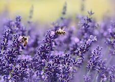 Lavender seeds vera for sale  Deltona
