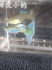 Bluegrass guppy trio for sale  North East