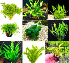 Premium assorted green for sale  USA
