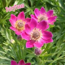 Anemone seeds anemone for sale  Mira Loma