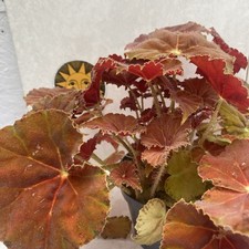 Begonia rex amber for sale  LIVERPOOL