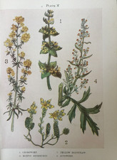 Crosswort stonecrop bedstraw for sale  TORRINGTON