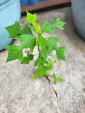 Summer poinsettia perennial for sale  Mcminnville