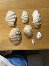 Fluted giant clam for sale  Littleton