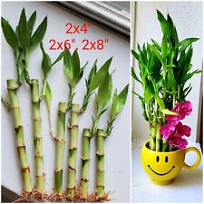 Lucky bamboo free for sale  Richmond