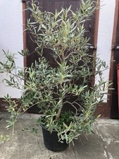 Livenbaum strauch winterhart gebraucht kaufen  Halle