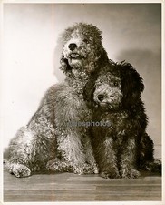 Poodle poodles photo d'occasion  Expédié en Belgium