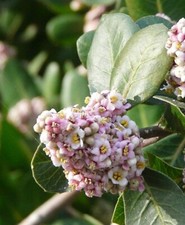 Lemonade berry rhus for sale  Saint Augustine