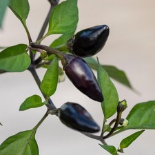 Chilli plants gusto for sale  BANBURY