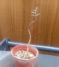 Bursera microphylla. 8cm for sale  CHESTER