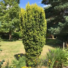 Taxus baccata fastigiata for sale  HORSHAM