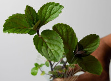 Mint chocolate mint for sale  RAMSGATE