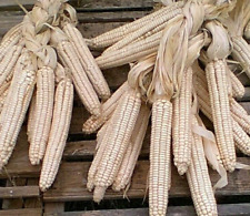 White corn hickory for sale  USA