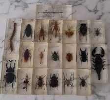 Real bugs resin for sale  FARNBOROUGH