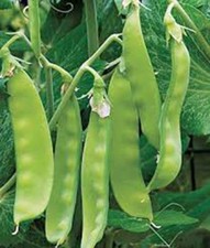 Pea seed sugar for sale  Saint Peters