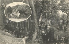 Darmstadt wildpark wildschwein gebraucht kaufen  Deutschland