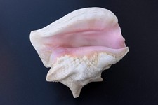 Muschel groß schnecke gebraucht kaufen  Wolfsburg