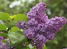 lilac bush for sale lilac bush for sale Lenox