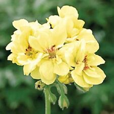 Yellow geranium seeds for sale  Ravensdale