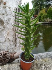 Austrocylindropuntia groß top gebraucht kaufen Austrocylindropuntia groß top gebraucht kaufen  Röttenbach b Erlangen