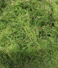 Java moss 100g for sale  SHEERNESS