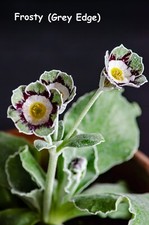 Primula auricula frosty for sale  CARNFORTH