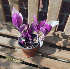 Tradescantia albiflora nanouk. for sale  WAREHAM