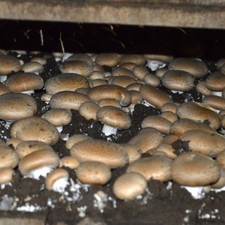 mushroom spores for sale mushroom spores for sale Mc Connell