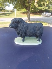Angus bull andrea for sale  Stamford