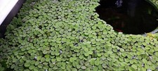 Live water spangles for sale  STEVENAGE