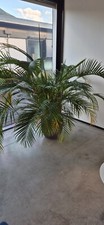 Palma areca con usato  Bozen